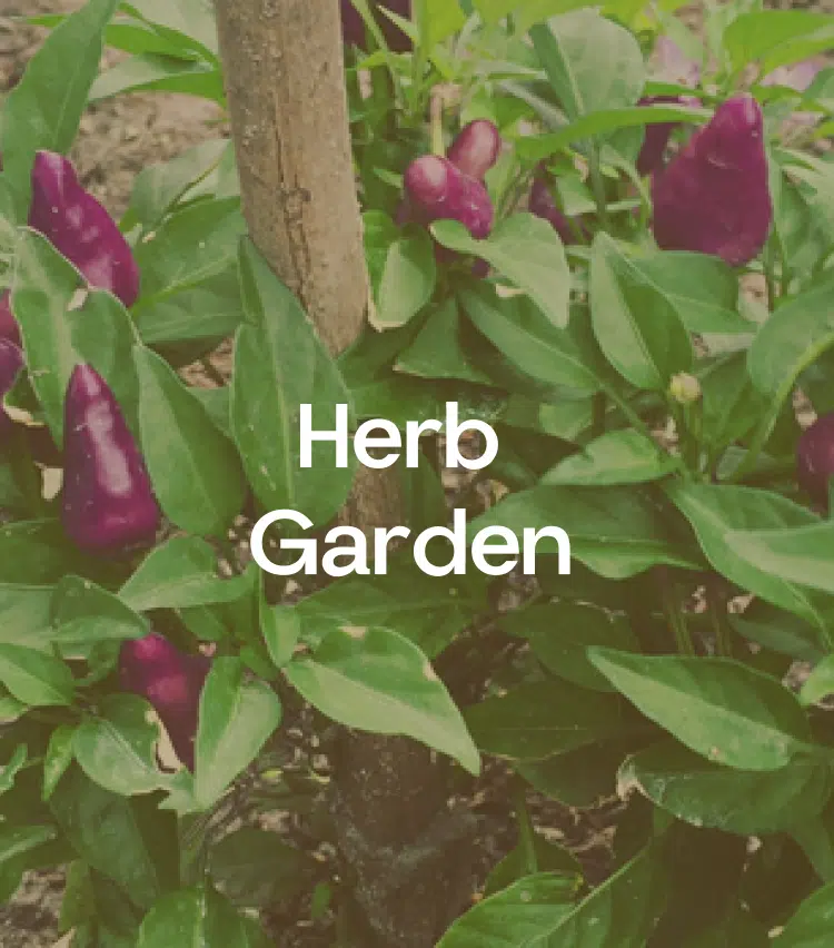 A poster mentioning Herb Garden on the Canareef Resort website