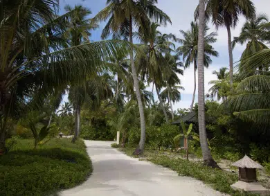 A sandy pathway at Canareef Resort Maldives