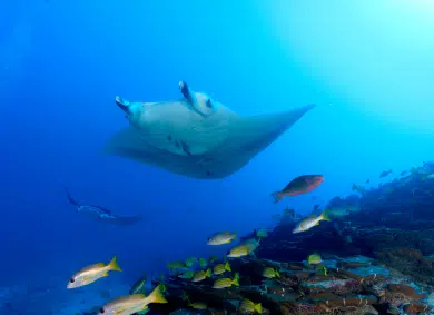 A Manta Ray swimming with fish