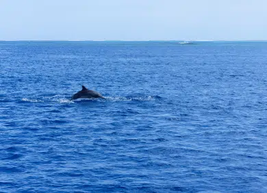 A dolphin swimming in the sea