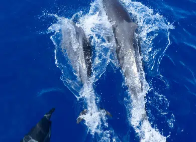 A close picture of dolphins swimming in the sea