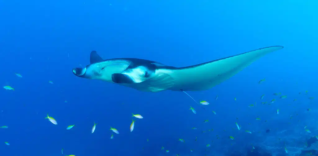 A Manta Ray is swimming with a school of fish