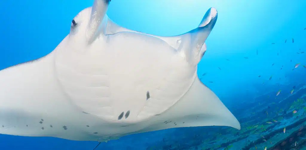 A Manta Ray is swimming in the sea