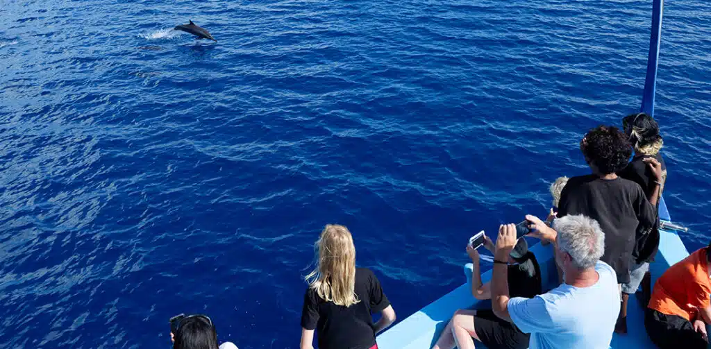 People on a boat watching dolphins swim around at sea