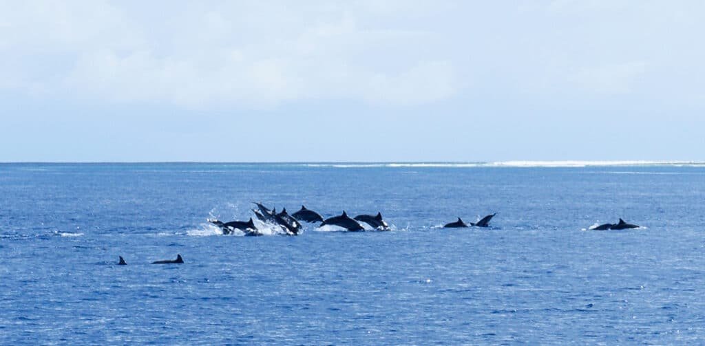A pod of dolphins frolicking in the sea