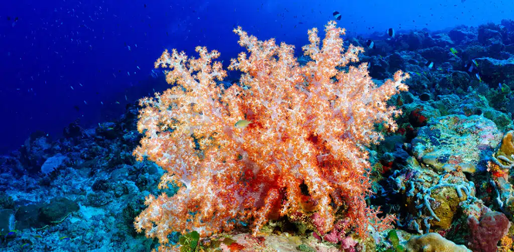 Image of corals under the sea