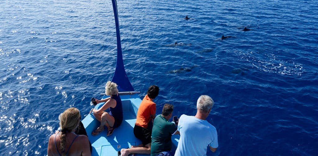 Dolphins swimming around a boat with guests