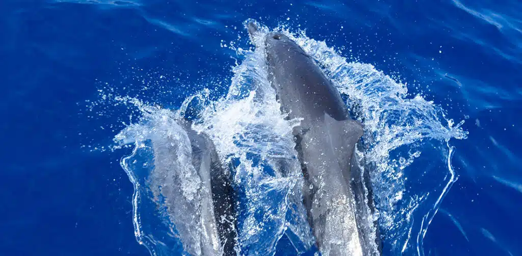 A close-up of dolphins swimming in the sea