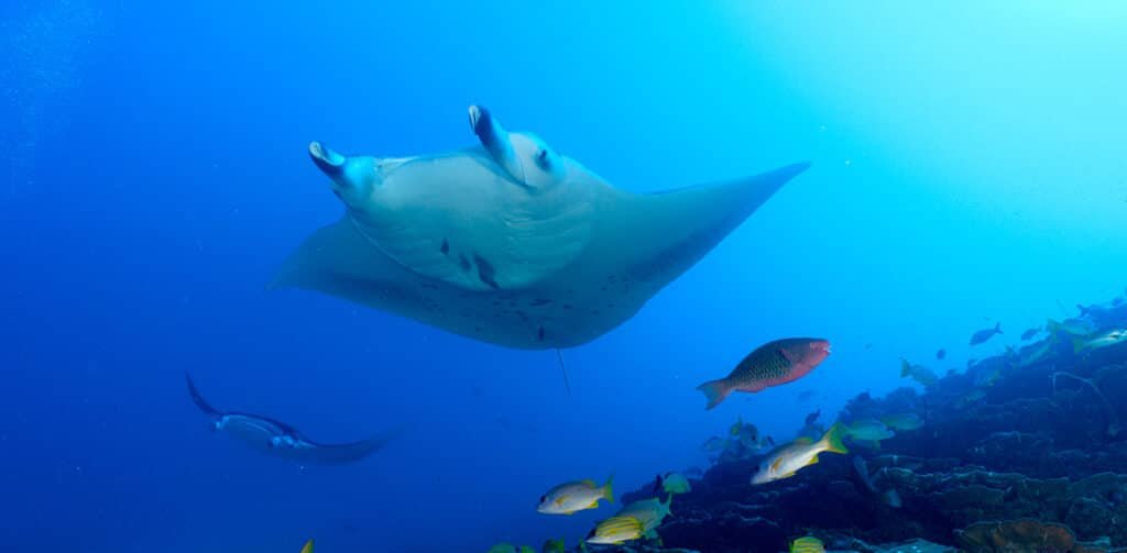 Giant Manta Rays swimming over the corals