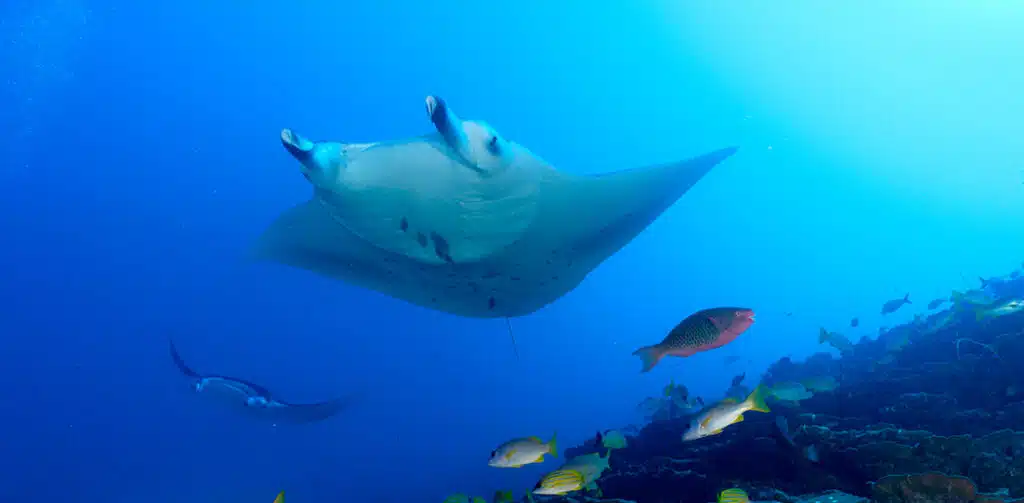A Manta Ray swimming with a school of fish under the sea