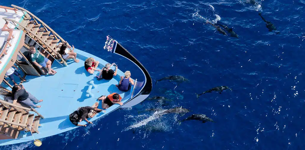 People on a boat watching dolphins swim around at sea