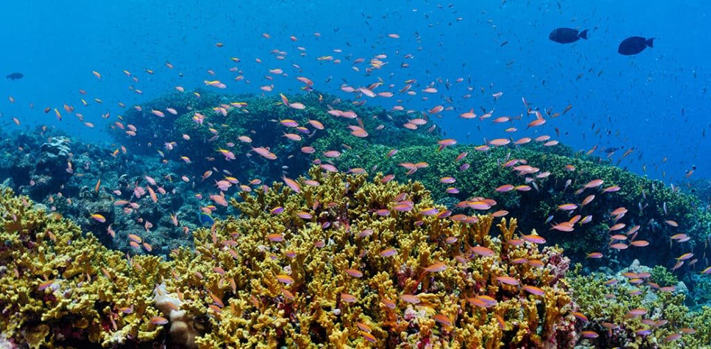 Schools of fish swimming around the coral in Addu Atoll