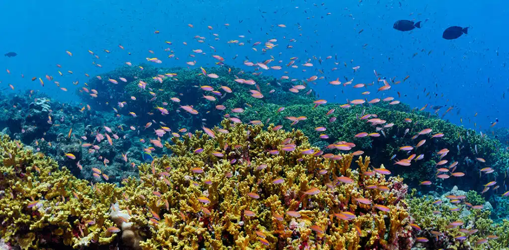 Image of corals and fish under the sea