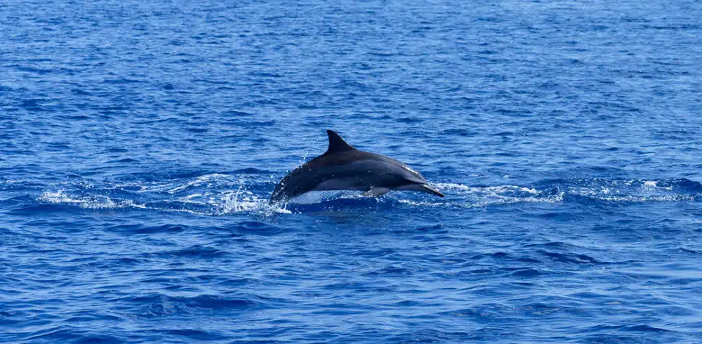 Sunset Dolphin Cruise by Canareef Resort Maldives