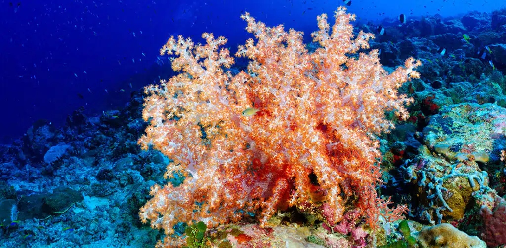Image of coral under the sea