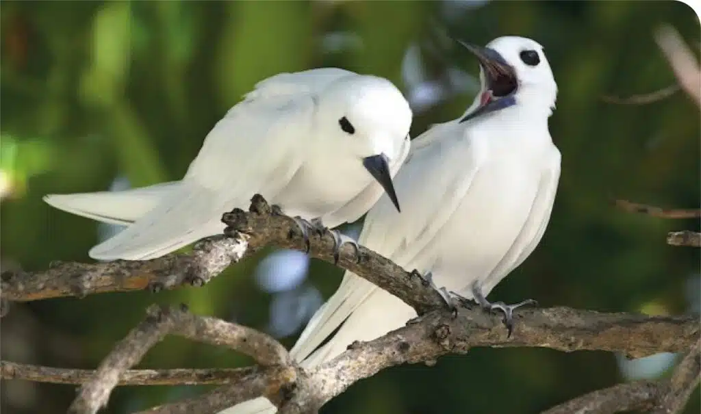 image of two white birds on a branch