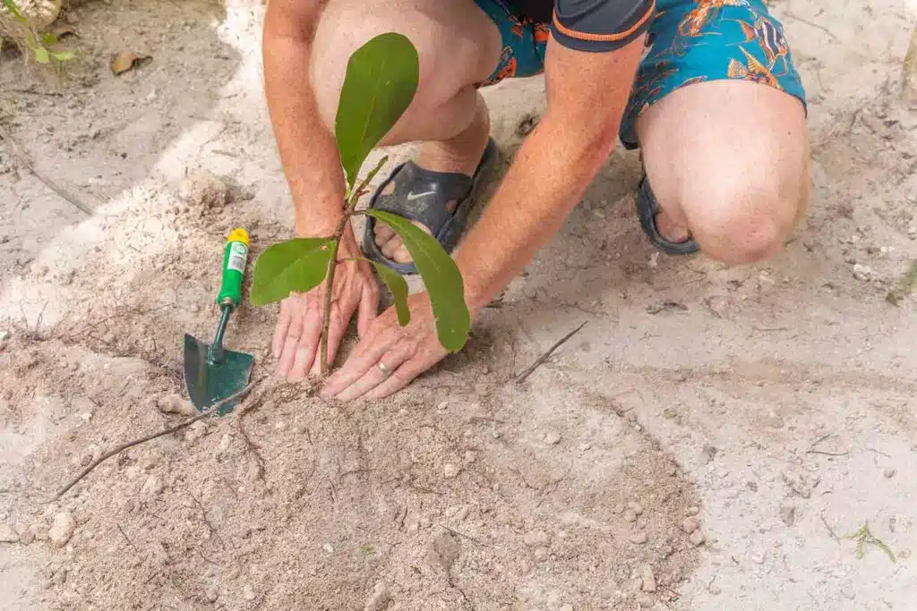 A person planting a tree at Canareef Resort Maldives
