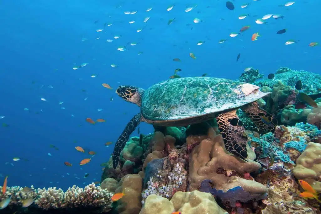 A turtle amidst vibrant marine life and corals