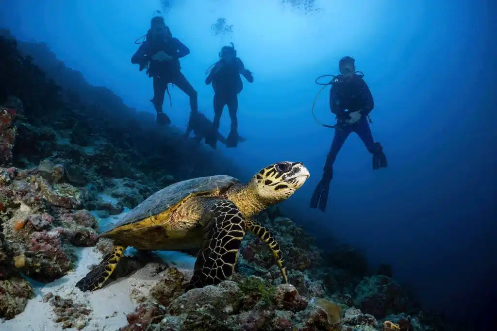 Divers observing a turtle underwater at Canareef Resort Maldives
