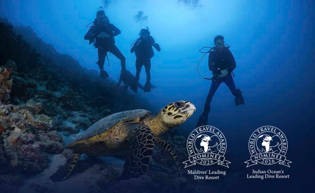 Three People scuba diving watching a turtle under the sea