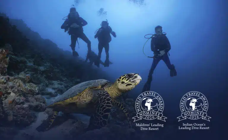 Three People scuba diving watching a turtle under the sea