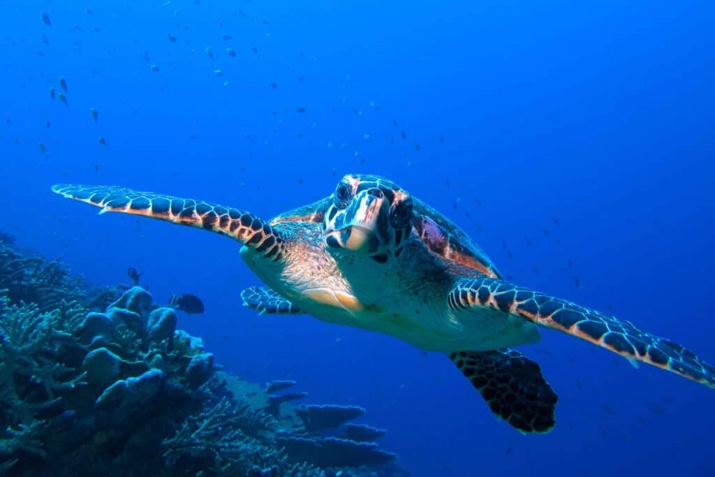 Close-up underwater photo of a sea turtle swimming over a coral reef in the Maldives, taken during a Canareef photoshoot