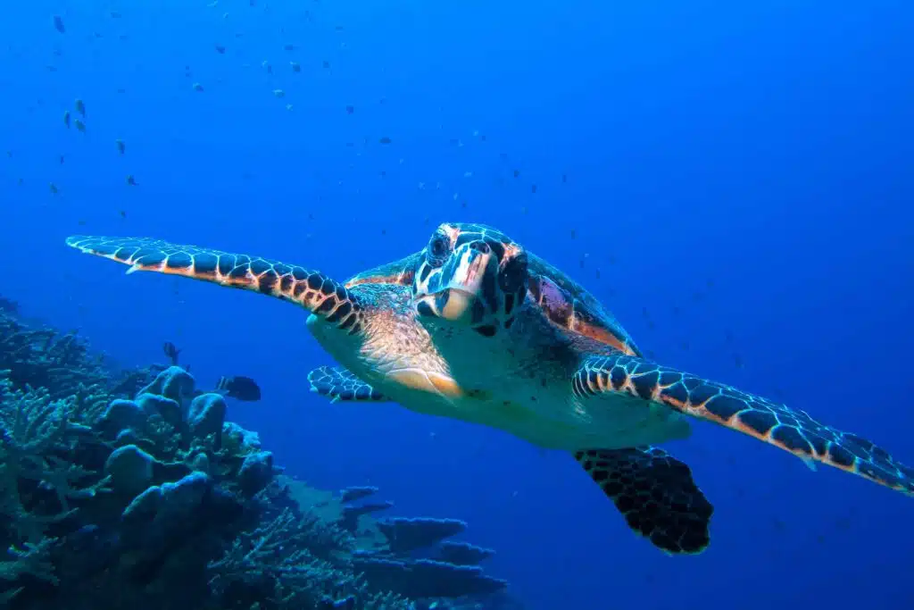 Close-up underwater photo of a sea turtle swimming over a coral reef in the Maldives, taken during a Canareef photoshoot
